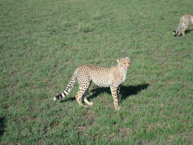 Zdjęcia: Masai Mara, Gepard, KENIA Zdjęcia: Masai Mara, Gepard, KENIA