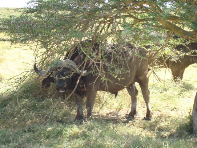Zdjęcia: Lake Nakuru, Spadaj stąd:), KENIA Zdjęcia: Lake Nakuru, Spadaj stąd:), KENIA