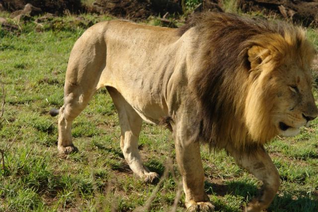 Zdjęcia: Masai Mara, z bardzo bliska, KENIA Zdjęcia: Masai Mara, z bardzo bliska, KENIA