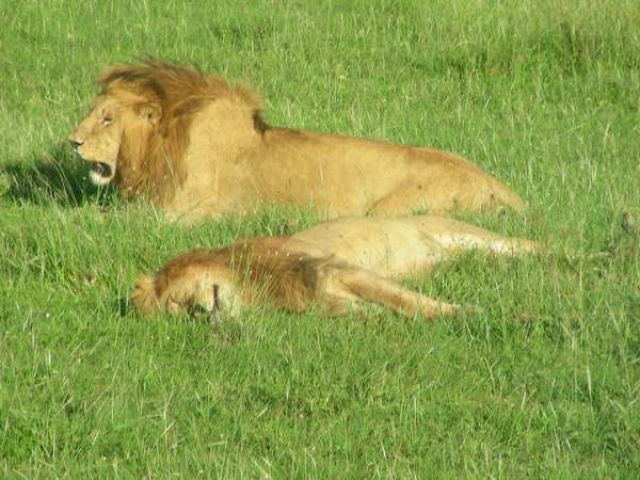 Zdjęcia: Sawanna, Masai Mara, Kociątka najedzone, KENIA Zdjęcia: Sawanna, Masai Mara, Kociątka najedzone, KENIA