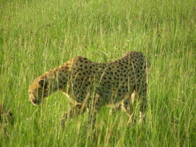 Zdjęcia: sawanna, Masai Mara, Kociątko głodne -wyrusza po śniadanko, KENIA Zdjęcia: sawanna, Masai Mara, Kociątko głodne -wyrusza po śniadanko, KENIA