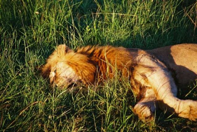 Zdjęcia: na sawannie, Masai Mara, Kiciuś 1, KENIA Zdjęcia: na sawannie, Masai Mara, Kiciuś 1, KENIA