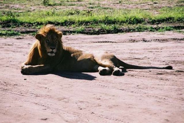 Zdjęcia: sawanna, Masai Mara, Kiciuś 3, KENIA Zdjęcia: sawanna, Masai Mara, Kiciuś 3, KENIA