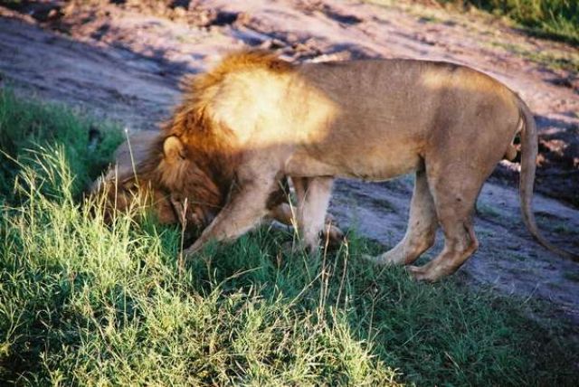Zdjęcia: sawanna, Masai Mara, Pobudka.Czochranie zamiast kawy, KENIA Zdjęcia: sawanna, Masai Mara, Pobudka.Czochranie zamiast kawy, KENIA