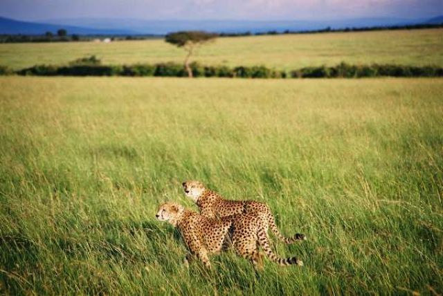 Zdjęcia: sawanna, Masai Mara, Polowanie czas zacząć, KENIA Zdjęcia: sawanna, Masai Mara, Polowanie czas zacząć, KENIA