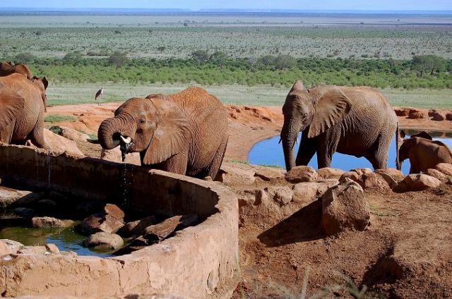 Zdjęcia: Park Narodowy Tsavo, przy wodopoju, KENIA Zdjęcia: Park Narodowy Tsavo, przy wodopoju, KENIA