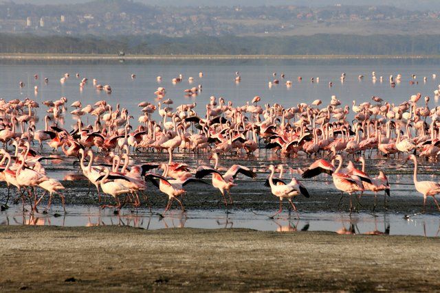 Zdjęcia: Lake Nakuru, ... swoboda ... i klik migawki ..., KENIA Zdjęcia: Lake Nakuru, ... swoboda ... i klik migawki ..., KENIA