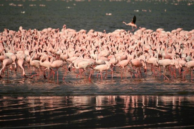 Zdjęcia: Lake Bogoria, ... swoboda ... i klik migawki ..., KENIA Zdjęcia: Lake Bogoria, ... swoboda ... i klik migawki ..., KENIA