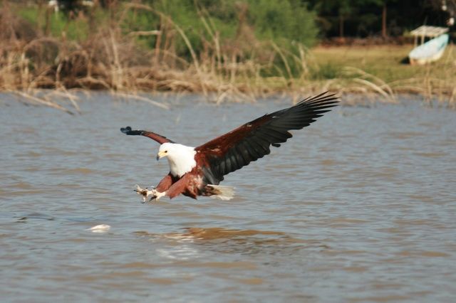 Zdjęcia: Lake Baringo, ... swoboda ... i klik migawki ..., KENIA Zdjęcia: Lake Baringo, ... swoboda ... i klik migawki ..., KENIA