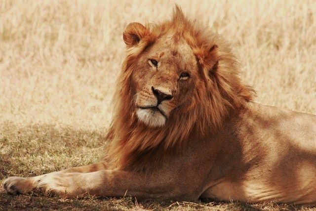 Zdjęcia: Park Masai Mara, ... swoboda ... i klik migawki ..., KENIA Zdjęcia: Park Masai Mara, ... swoboda ... i klik migawki ..., KENIA