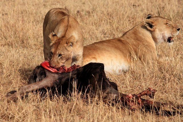 Zdjęcia: Park Masai Mara, ... swoboda ... i klik migawki ..., KENIA Zdjęcia: Park Masai Mara, ... swoboda ... i klik migawki ..., KENIA