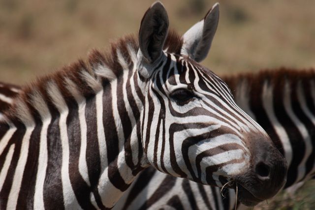 Zdjęcia: Lake Nakuru, ... swoboda ... i klik migawki ..., KENIA Zdjęcia: Lake Nakuru, ... swoboda ... i klik migawki ..., KENIA