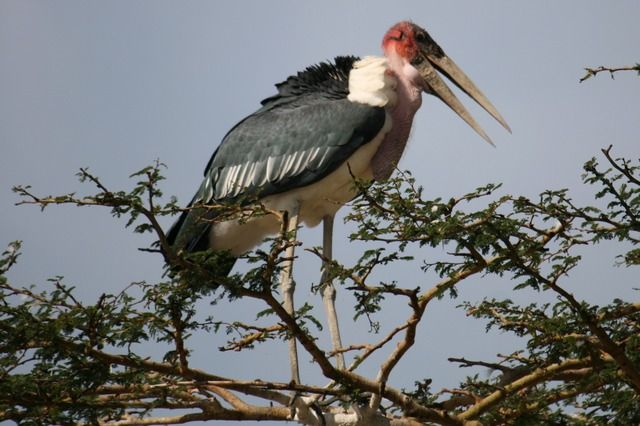 Zdjęcia: Lake Nakuru, ... swoboda ... i klik migawki ..., KENIA Zdjęcia: Lake Nakuru, ... swoboda ... i klik migawki ..., KENIA