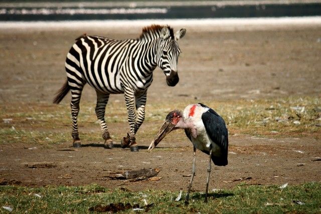 Zdjęcia: Lake Nakuru, ... swoboda ... i klik migawki ..., KENIA Zdjęcia: Lake Nakuru, ... swoboda ... i klik migawki ..., KENIA