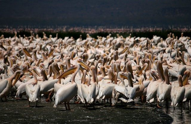 Zdjęcia: Lake Nakuru, ... swoboda ... i klik migawki ..., KENIA Zdjęcia: Lake Nakuru, ... swoboda ... i klik migawki ..., KENIA