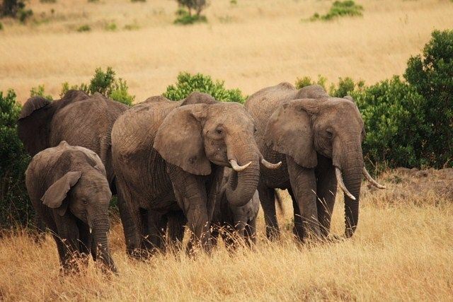 Zdjęcia: Park Masai Mara, ... swoboda ... i klik migawki ..., KENIA Zdjęcia: Park Masai Mara, ... swoboda ... i klik migawki ..., KENIA