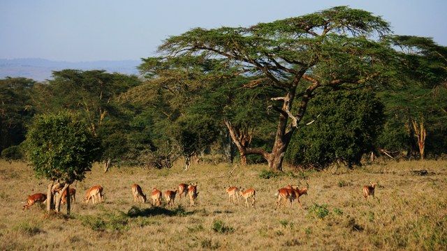 Zdjęcia: Lake Nakuru, (prawie) Ostatnie zielone okazy ;), KENIA Zdjęcia: Lake Nakuru, (prawie) Ostatnie zielone okazy ;), KENIA