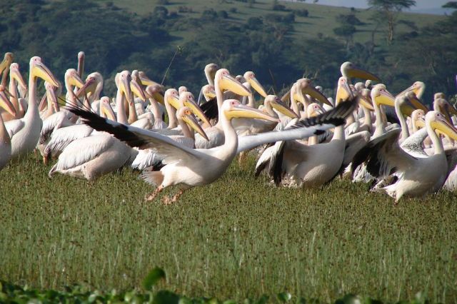 Zdjęcia: jez.naivasha, naivasha, pelikany, KENIA Zdjęcia: jez.naivasha, naivasha, pelikany, KENIA