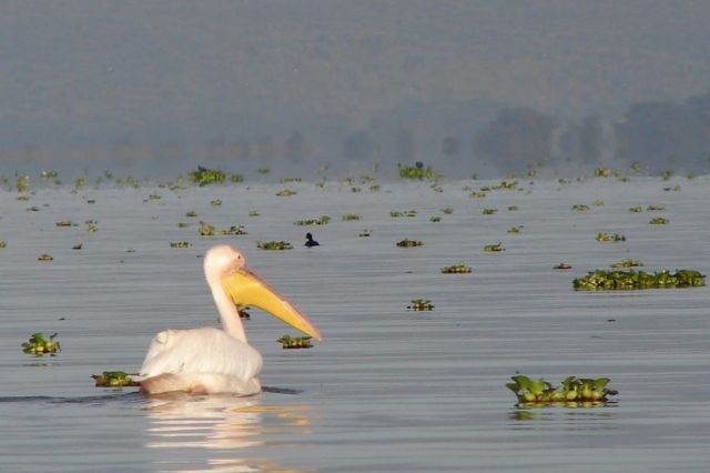 Zdjęcia: jez.naivasha, naivasha, pelikan, KENIA Zdjęcia: jez.naivasha, naivasha, pelikan, KENIA