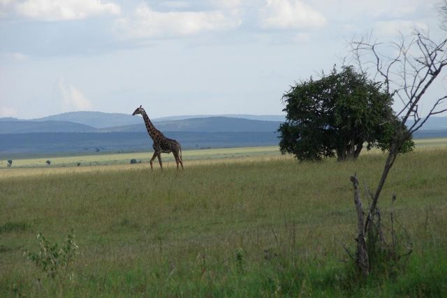Zdjęcia: masai mara, masai mara, zyrafa, KENIA Zdjęcia: masai mara, masai mara, zyrafa, KENIA