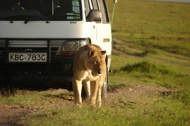 Zdjęcia: masai mara, masai mara, lwica, KENIA Zdjęcia: masai mara, masai mara, lwica, KENIA