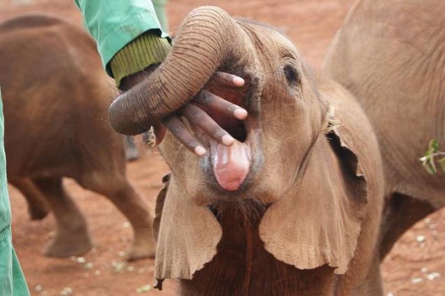 Zdjęcia: David Sheldrick Wildlife Trust, pieszczoszek, KENIA Zdjęcia: David Sheldrick Wildlife Trust, pieszczoszek, KENIA