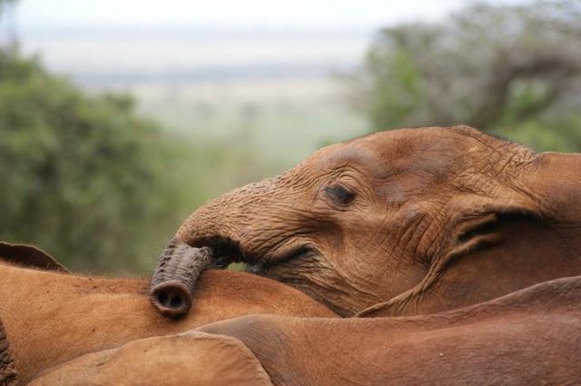 Zdjęcia: David Sheldrick Wildlife Trust, zmęczyła mi sie trąba, KENIA Zdjęcia: David Sheldrick Wildlife Trust, zmęczyła mi sie trąba, KENIA