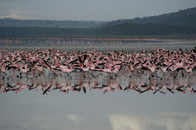 Zdjęcia: jezioro Nakuru, flamingi, KENIA Zdjęcia: jezioro Nakuru, flamingi, KENIA