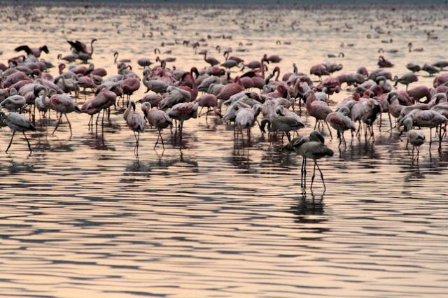 Zdjęcia: nakuru, naruru, flamingos, KENIA Zdjęcia: nakuru, naruru, flamingos, KENIA