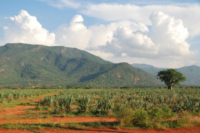 Zdjęcia: Okolice Tsavo East, Tsavo, Plantacja agawy (?), KENIA Zdjęcia: Okolice Tsavo East, Tsavo, Plantacja agawy (?), KENIA