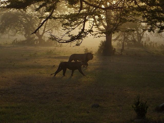 Zdjęcia: Nakuru, Nakuru, poranna siesta, KENIA Zdjęcia: Nakuru, Nakuru, poranna siesta, KENIA