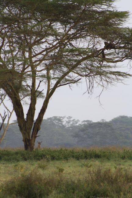 Zdjęcia: nakuru, nakuru, safari, KENIA Zdjęcia: nakuru, nakuru, safari, KENIA