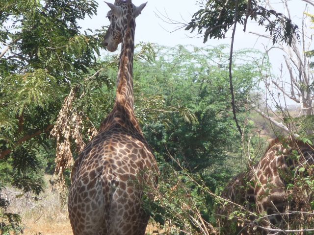 Zdjęcia: Park Narodowy Tsavo, TSAVO EAST, Nie zawsze przodem, KENIA Zdjęcia: Park Narodowy Tsavo, TSAVO EAST, Nie zawsze przodem, KENIA