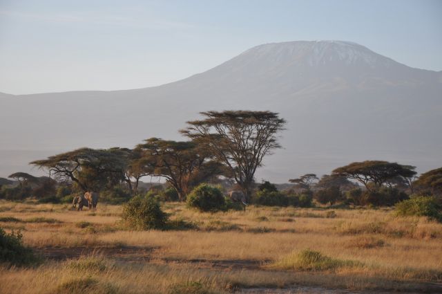 Zdjęcia: Park Narodowy Amboseli, Amboseli, Kilimandżaro - ranek, KENIA Zdjęcia: Park Narodowy Amboseli, Amboseli, Kilimandżaro - ranek, KENIA