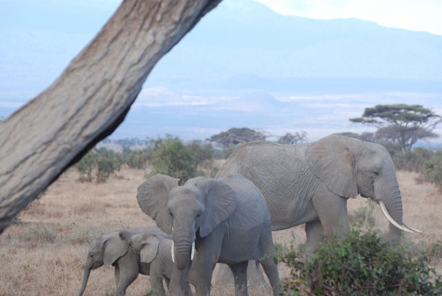 Zdjęcia: Amboseli, Rodzinka, KENIA Zdjęcia: Amboseli, Rodzinka, KENIA