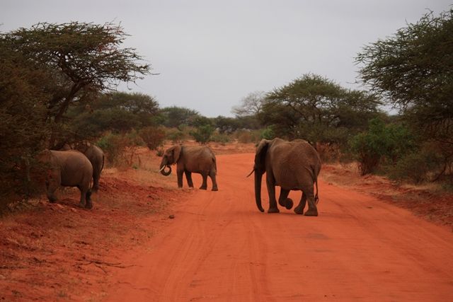 Zdjęcia: Park Narodowy Tsavo East, Mombasa, duży ma pierwszeństwo....., KENIA Zdjęcia: Park Narodowy Tsavo East, Mombasa, duży ma pierwszeństwo....., KENIA