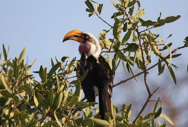 Zdjęcia: Park Narodowy Tsavo East, Mombasa, Toko Zółtodzioby (Tockus Flavirostris), KENIA Zdjęcia: Park Narodowy Tsavo East, Mombasa, Toko Zółtodzioby (Tockus Flavirostris), KENIA