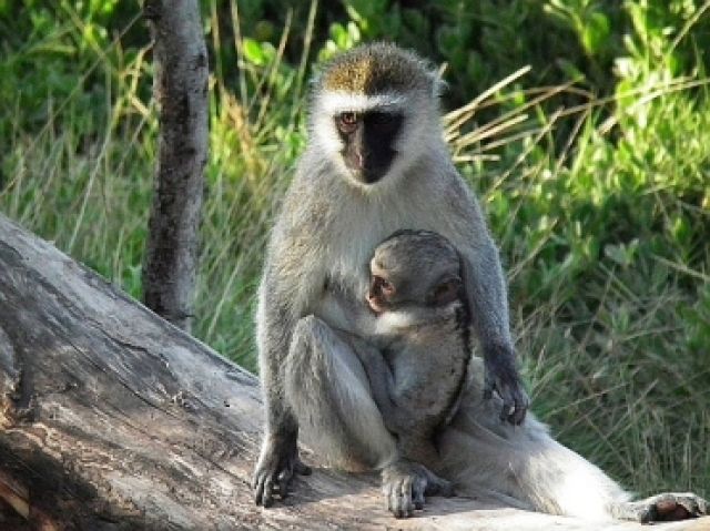 Zdjęcia: TSAVO EAST, TSAVO EAST, MAŁPKI, KENIA Zdjęcia: TSAVO EAST, TSAVO EAST, MAŁPKI, KENIA