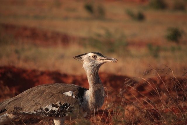 Zdjęcia: Tsavo West, Park Narodowy Tsavo West, profil Dropa, KENIA Zdjęcia: Tsavo West, Park Narodowy Tsavo West, profil Dropa, KENIA