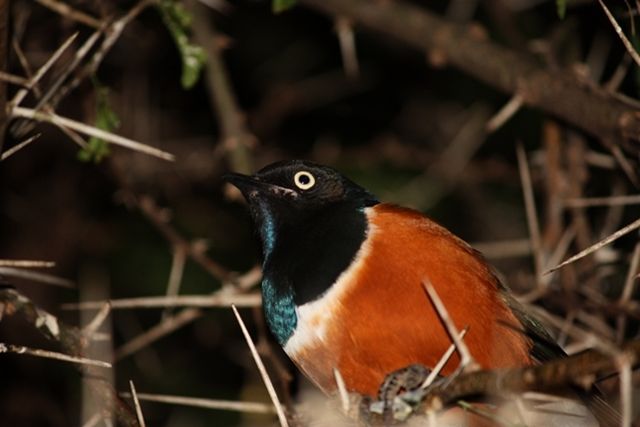 Zdjęcia: Tsavo West, Park Narodowy Tsavo West, śpiący z otwartymi oczami, KENIA Zdjęcia: Tsavo West, Park Narodowy Tsavo West, śpiący z otwartymi oczami, KENIA