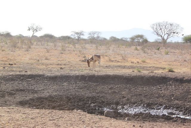 Zdjęcia: Tsavo East, Tsavo East, bawolec , KENIA Zdjęcia: Tsavo East, Tsavo East, bawolec , KENIA