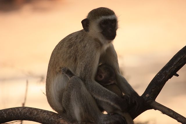 Zdjęcia: Mombasa, południowa Kenia, czujność..., KENIA Zdjęcia: Mombasa, południowa Kenia, czujność..., KENIA