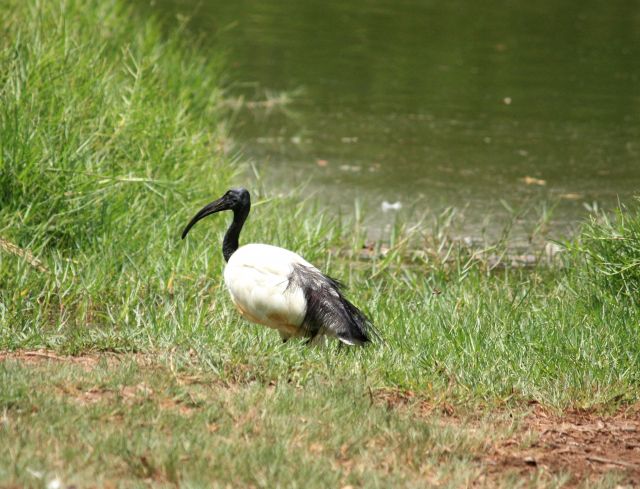 Zdjęcia: Park Narodowy Tsavo East, południowa Kenia, nieznany...., KENIA Zdjęcia: Park Narodowy Tsavo East, południowa Kenia, nieznany...., KENIA