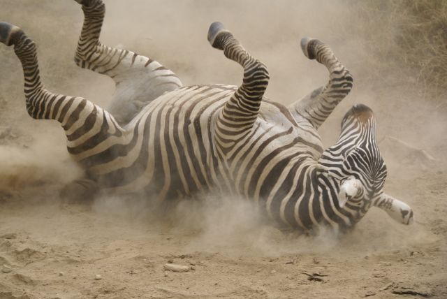 Zdjęcia: Lake Nakuru, Koń by się uśmiał..., KENIA Zdjęcia: Lake Nakuru, Koń by się uśmiał..., KENIA