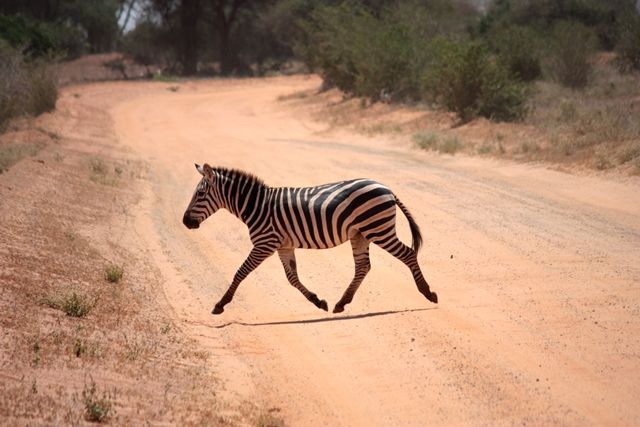 Zdjęcia: Tsavo East, Poludniowa Kenia, nie dotykając ziemi......, KENIA Zdjęcia: Tsavo East, Poludniowa Kenia, nie dotykając ziemi......, KENIA