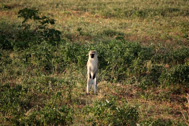 Zdjęcia: Tsavo East, Południowa Kenia, "słupek", KENIA Zdjęcia: Tsavo East, Południowa Kenia, "słupek", KENIA