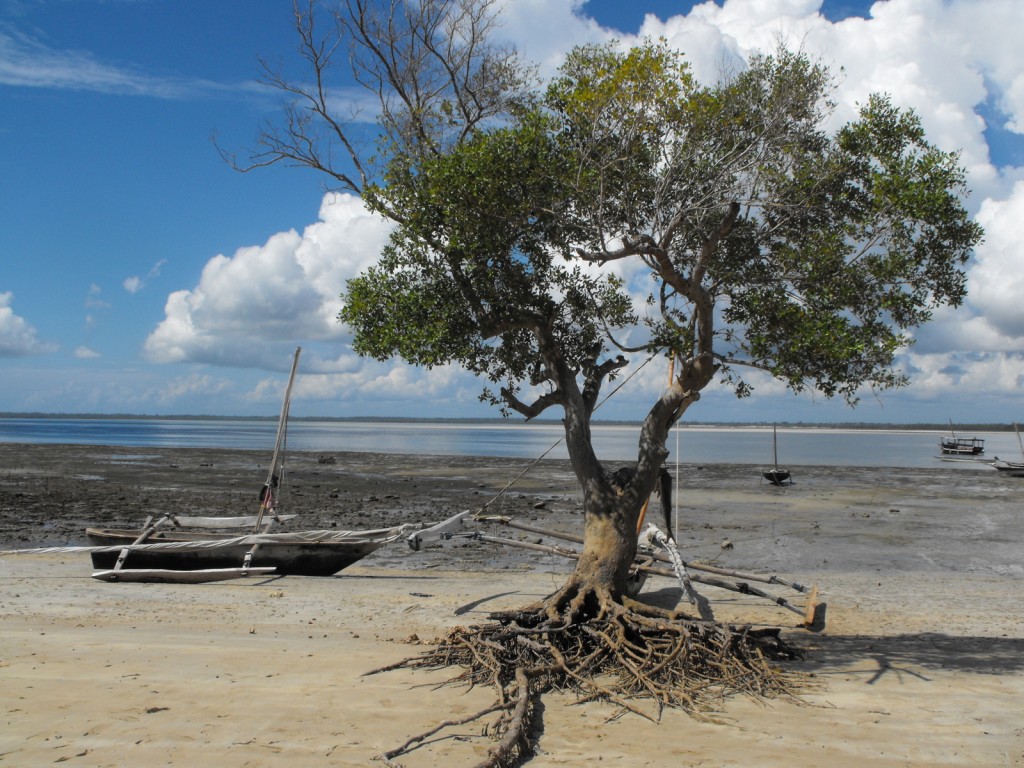 Zdjęcia: wybrzeże, wyspa Kinazini, kenijskie wspomnienia, KENIA Zdjęcia: wybrzeże, wyspa Kinazini, kenijskie wspomnienia, KENIA
