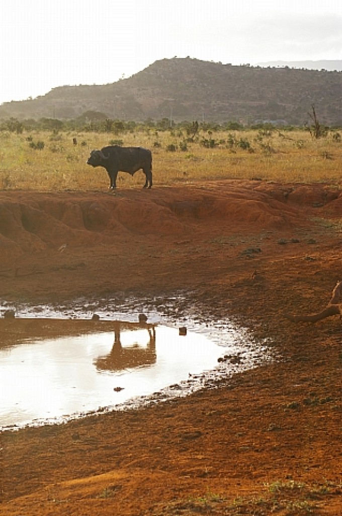 Zdjęcia: TSAVO EAST, TSAVO EAST, BUFFALO U WODOPOJU, KENIA Zdjęcia: TSAVO EAST, TSAVO EAST, BUFFALO U WODOPOJU, KENIA