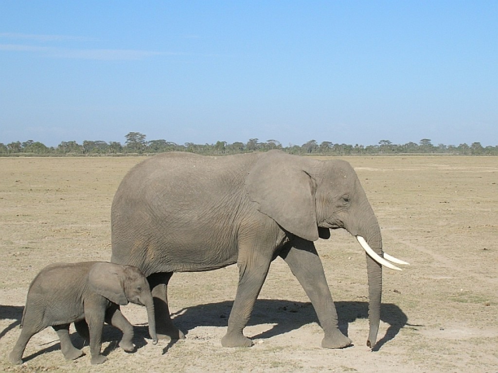 Zdjęcia: P.N. Amboseli, ., mieszkańcy Amboseli, KENIA Zdjęcia: P.N. Amboseli, ., mieszkańcy Amboseli, KENIA