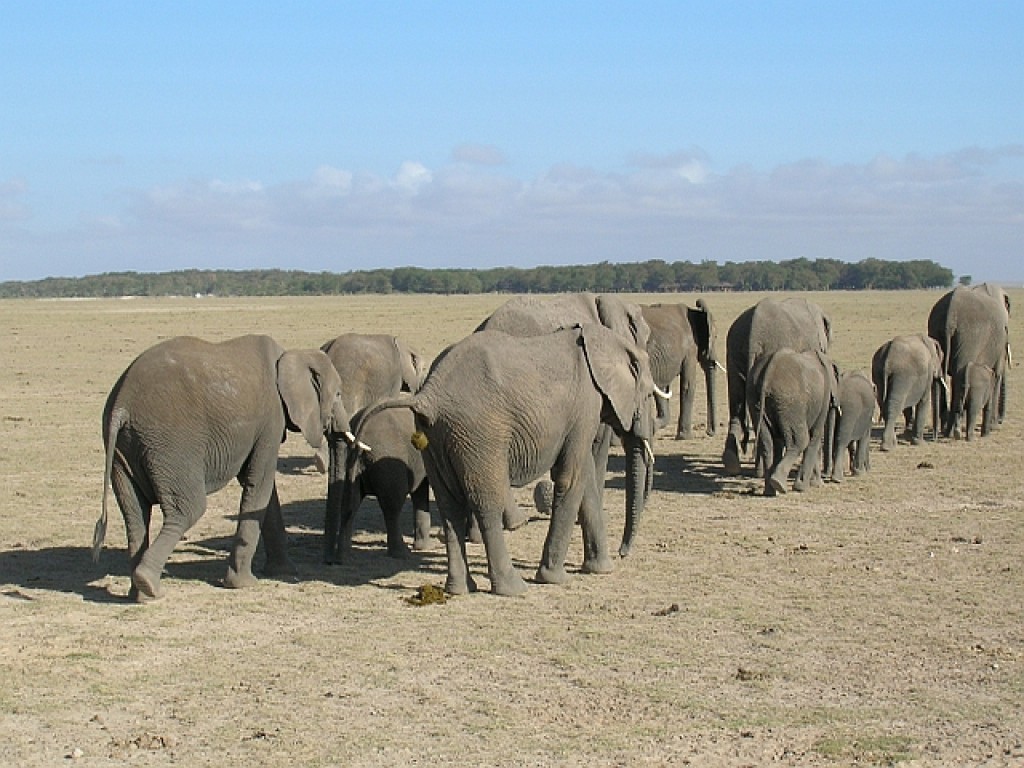 Zdjęcia: P.N. Amboseli, ., mieszkańcy Amboseli, KENIA Zdjęcia: P.N. Amboseli, ., mieszkańcy Amboseli, KENIA